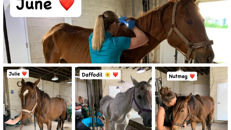 ‘Situación terrible’: caballos severamente bajos de peso entre los más de 100 incautados de una granja de Virginia