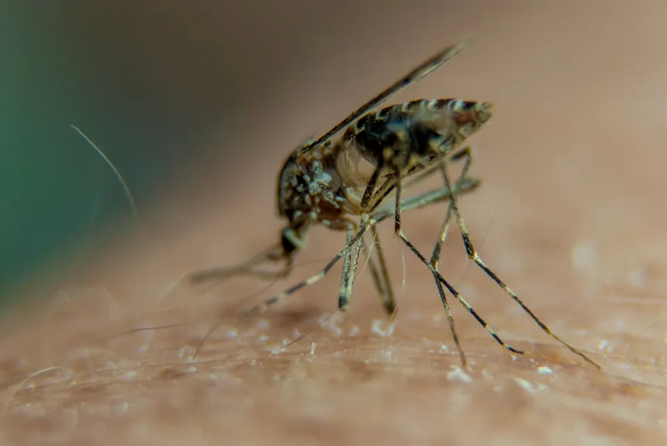 Malaria de forma local reaparece en EE.UU. 20 años después; hay 5 casos reportados en el país