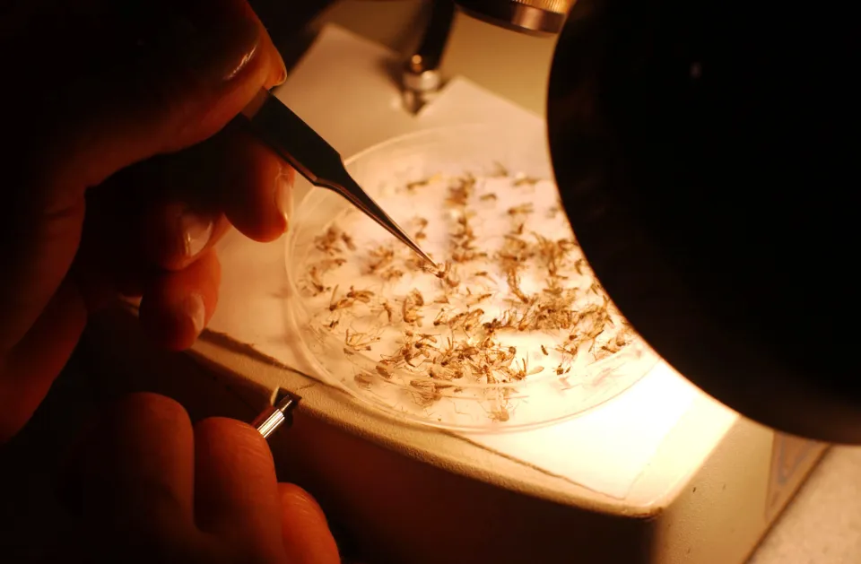 Detectan en Alabama casos de rara enfermedad transmitida por mosquitos que ya dejó un muerto