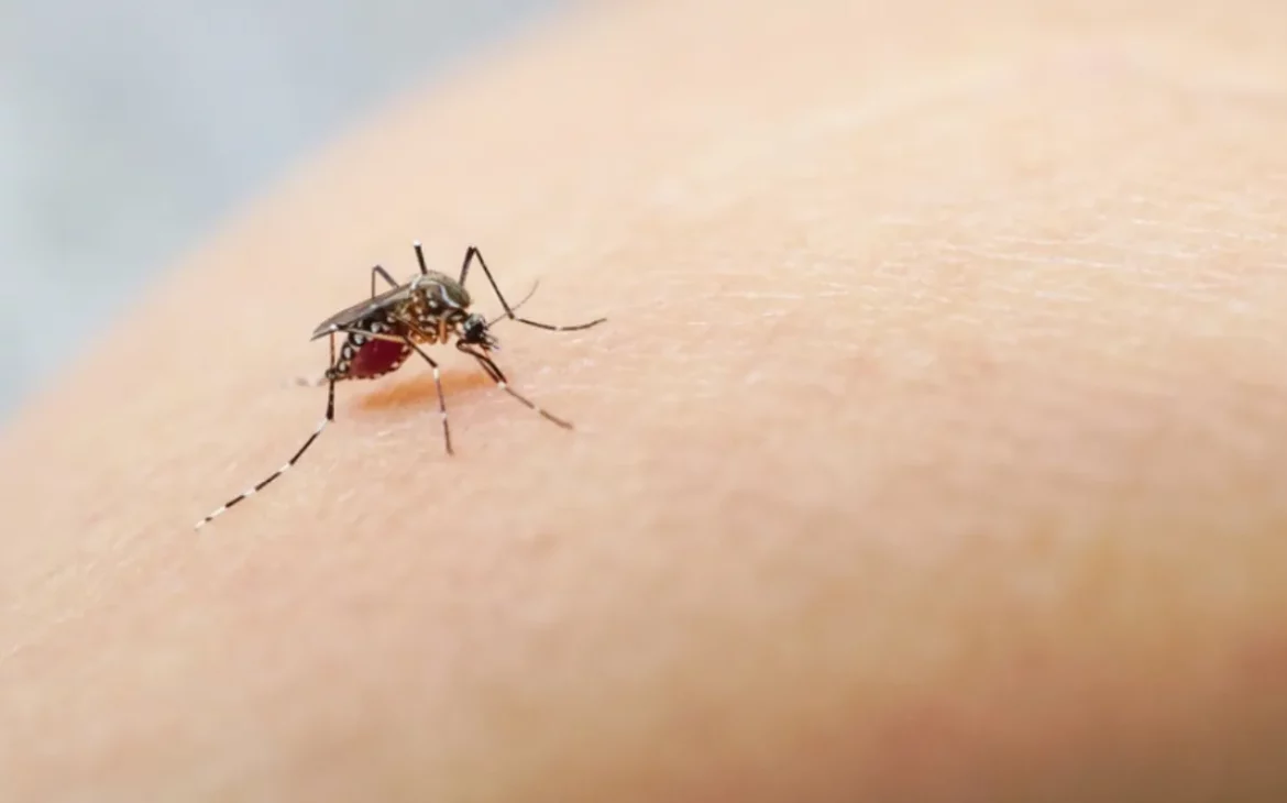 OMS advierte sobre dengue endémico en Europa y Estados Unidos