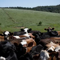 Fuga de establo en Brunswick: el alguacil advierte de unas 30 vacas sueltas después de una estampida