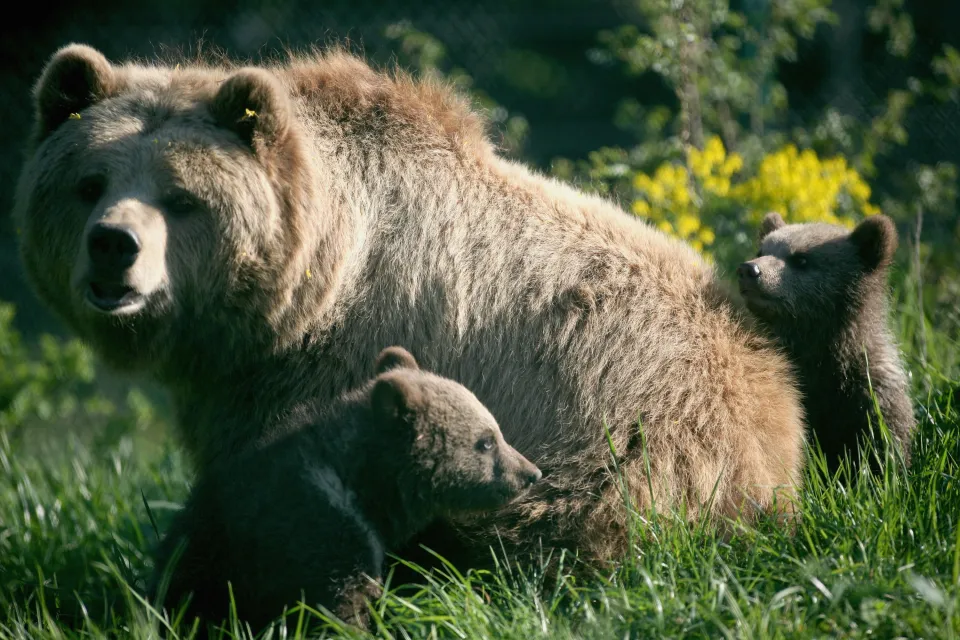 Sacrifican a un oso grizzly y su cachorro después de varios conflictos con humanos en Montana