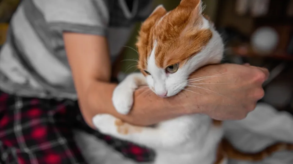 Una mujer en Sydney contrajo una bacteria luego de jugar con su gato